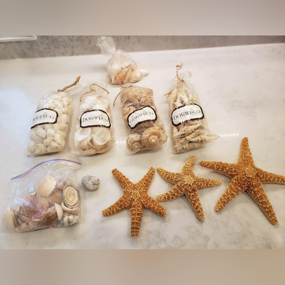 Seashells and starfish